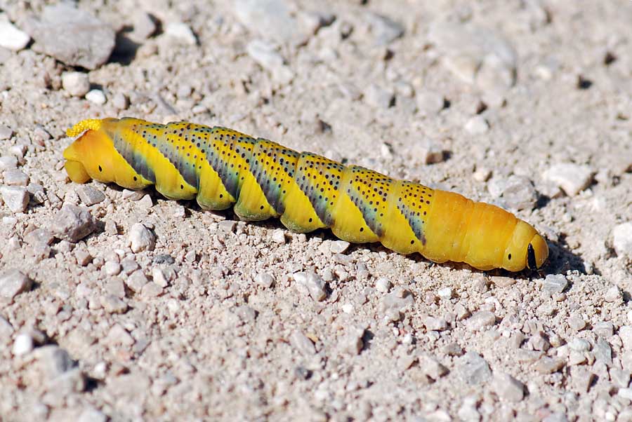 Bruco Acherontia atropos (sfinge testa di morto)